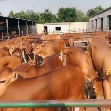 🐮黄牛牛犊🐮包运输，包成活，包回收...