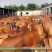🐮黄牛牛犊🐮包运输，包成活，包回收...