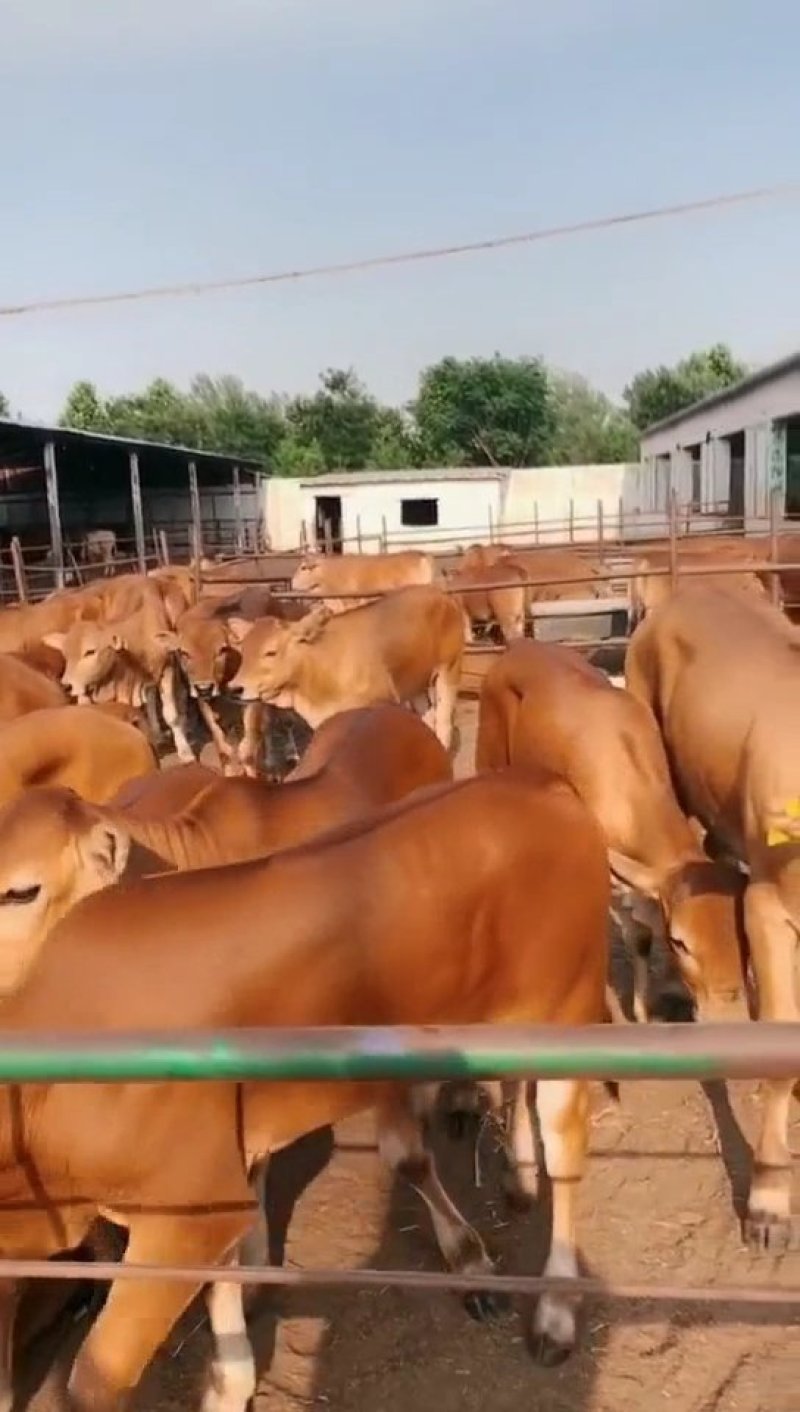 🐮黄牛牛犊🐮包运输，包成活，包回收...