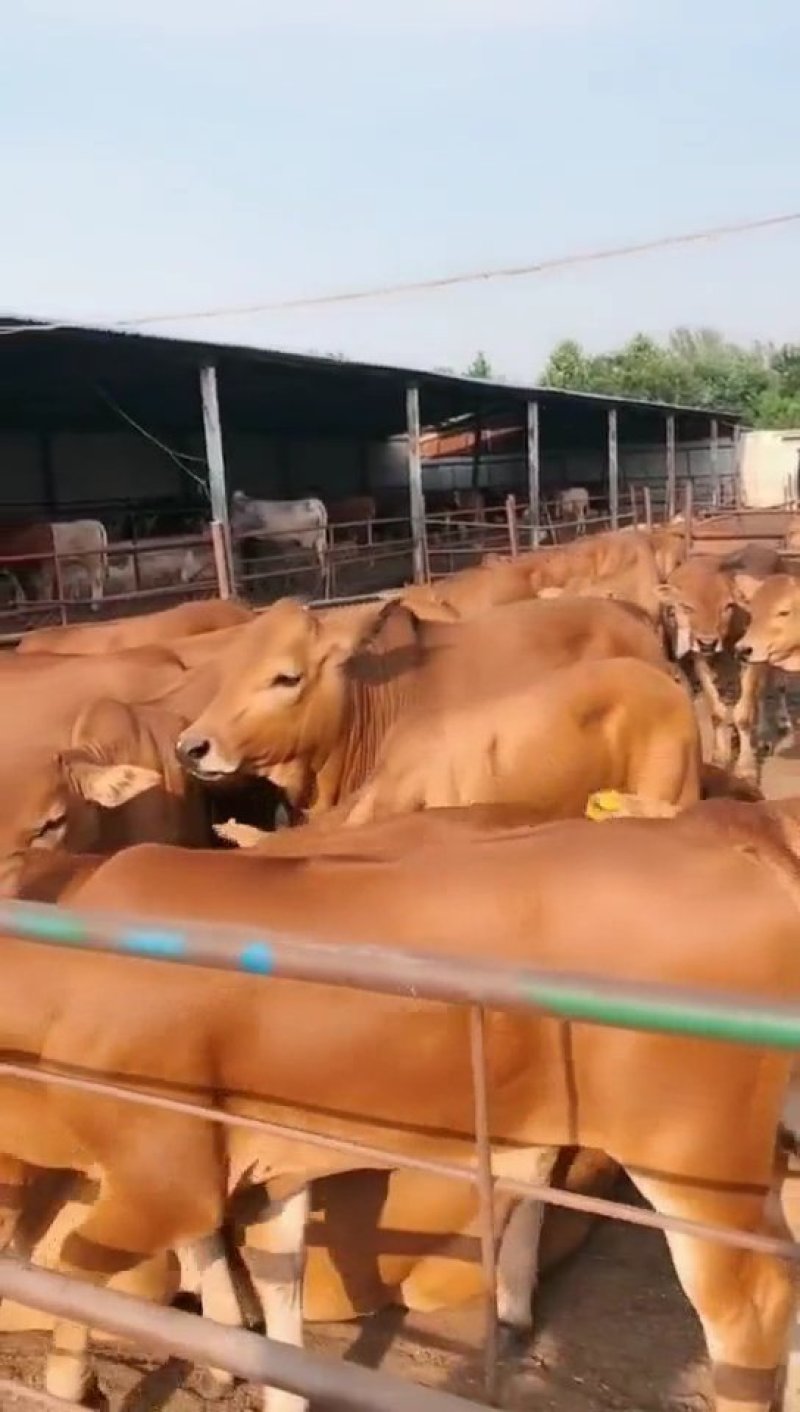 🐮黄牛牛犊🐮包运输，包成活，包回收...