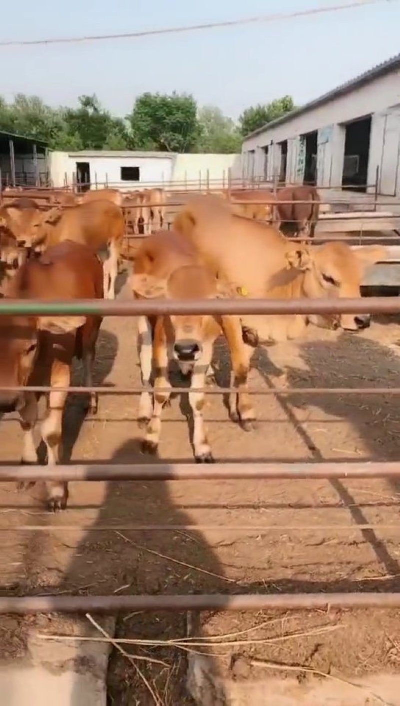 🐮黄牛牛犊🐮包运输，包成活，包回收...