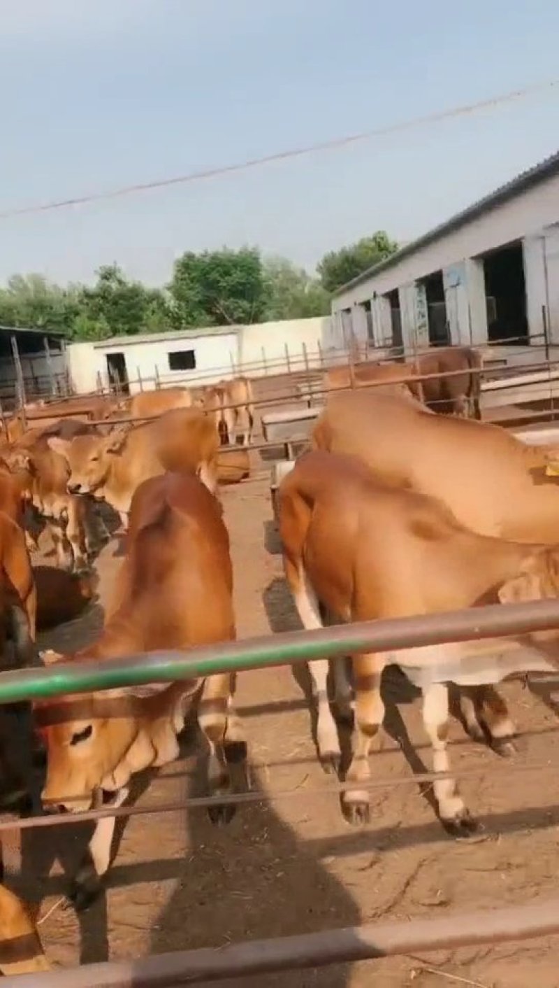 🐮黄牛牛犊🐮包运输，包成活，包回收...