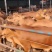 🐮黄牛牛犊🐮包运输，包成活，包回收...