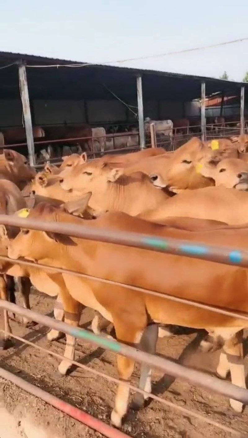 🐮黄牛牛犊🐮包运输，包成活，包回收...