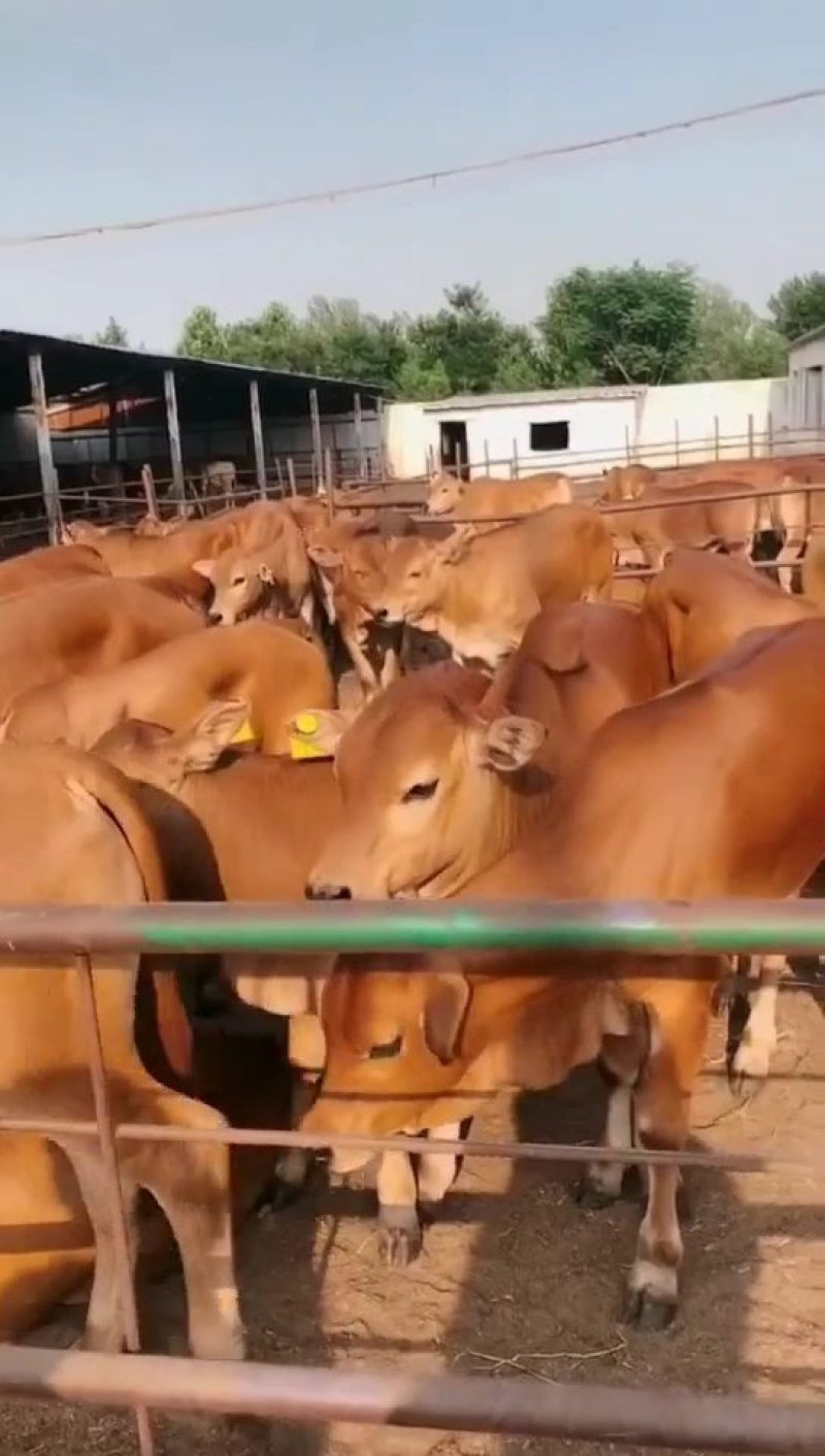 🐮黄牛牛犊🐮包运输，包成活，包回收...
