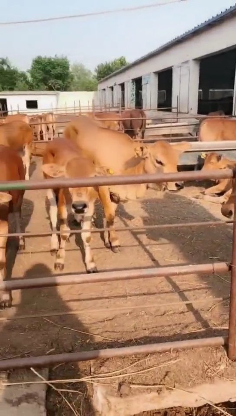 🐮黄牛牛犊🐮包运输，包成活，包回收...