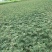 花椒苗汉源贡椒花椒苗1~2年苗,根系发达,成活率高