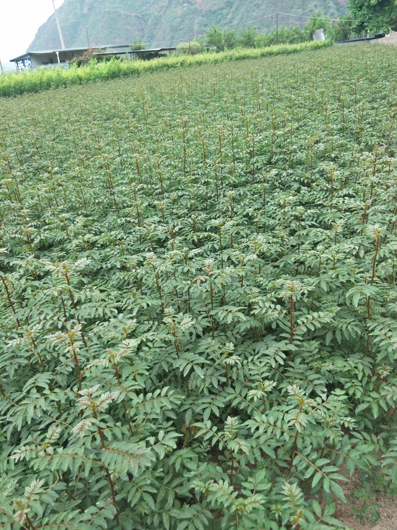 花椒苗汉源贡椒花椒苗1～2年苗，根系发达，成活率高