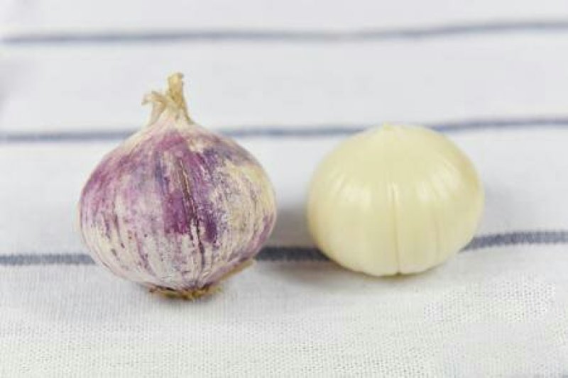 独头紫皮蒜，一元硬币大小，