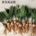 铁树苗【盆栽或地栽观赏植物】