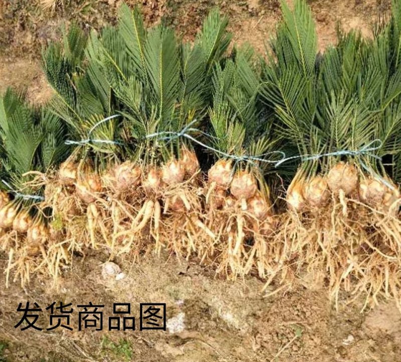 铁树苗【盆栽或地栽观赏植物】