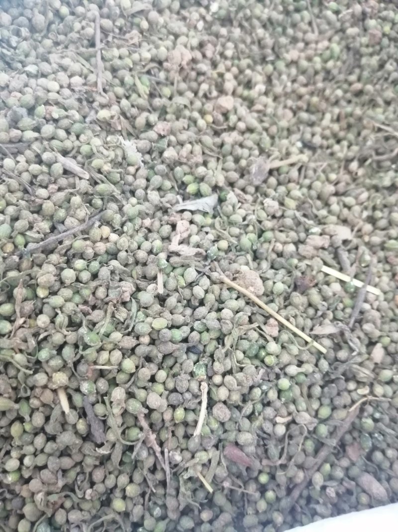 野胡麻，麦黄草百蕊草种子