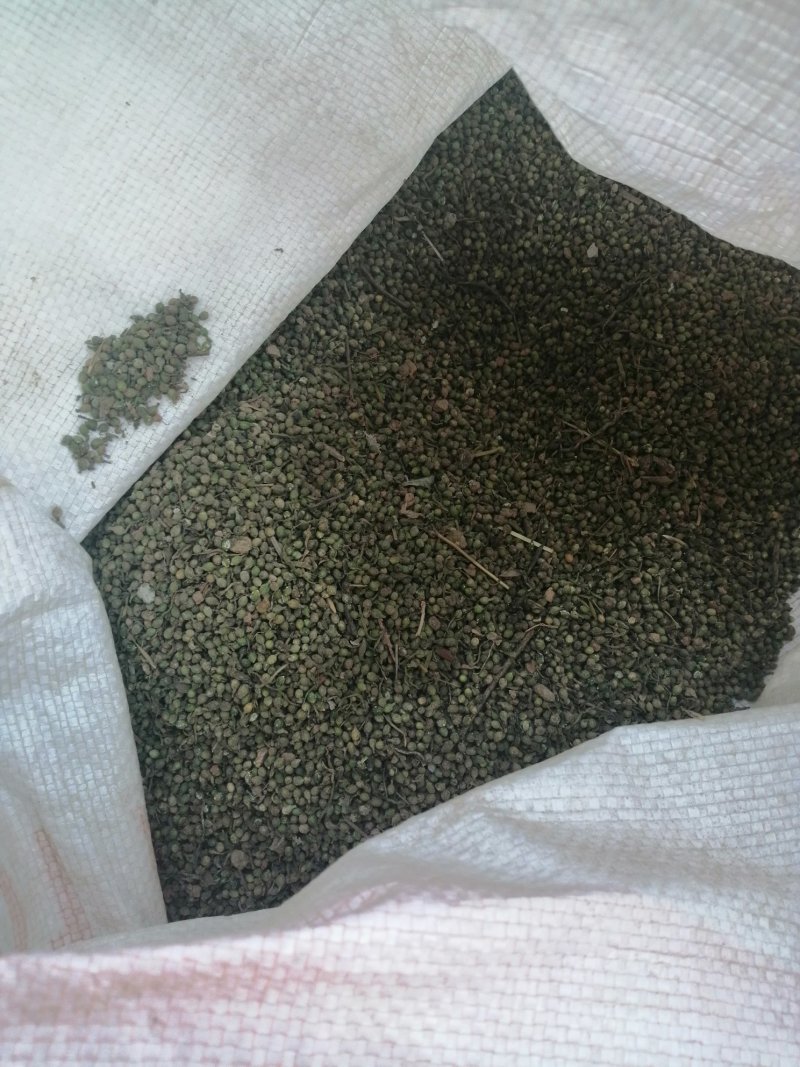 野胡麻，麦黄草百蕊草种子