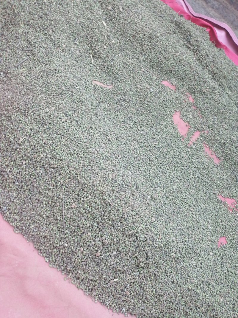 野胡麻，麦黄草百蕊草种子