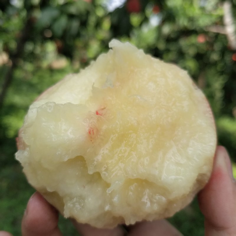 陕西露天毛桃70左右一件代发