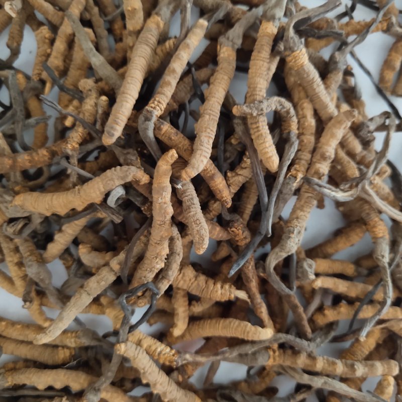虫草新货2500条左右新货