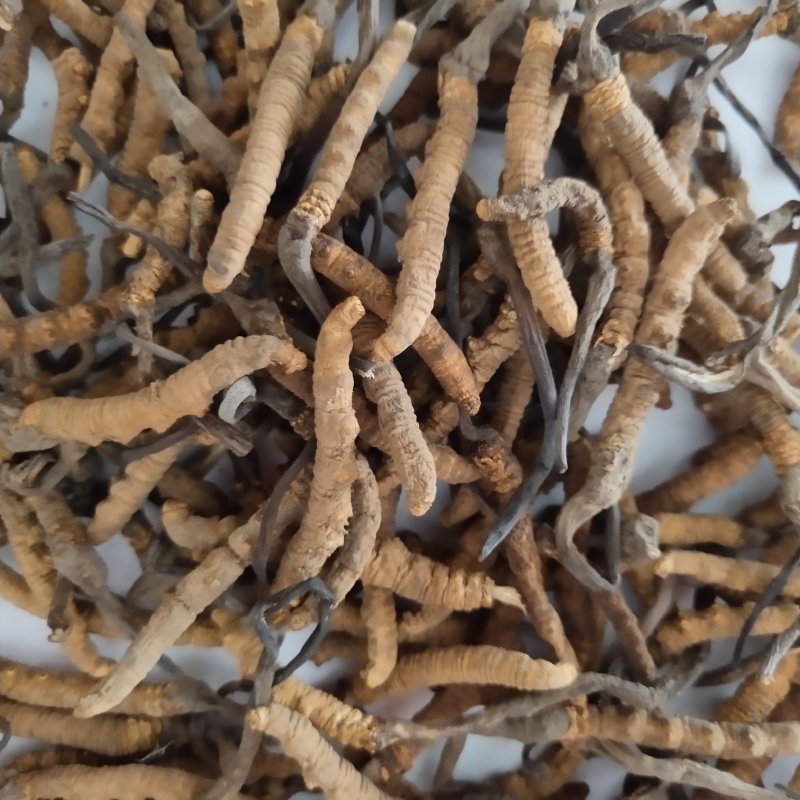 虫草新货2500条左右新货