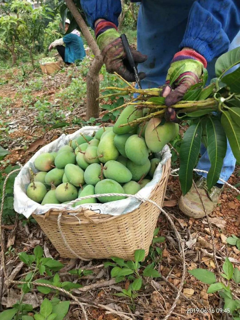 芒果大台农