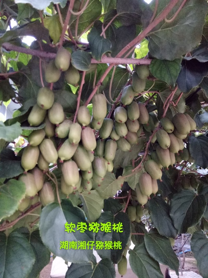 软枣猕猴桃苗/湖南大型专业苗圃