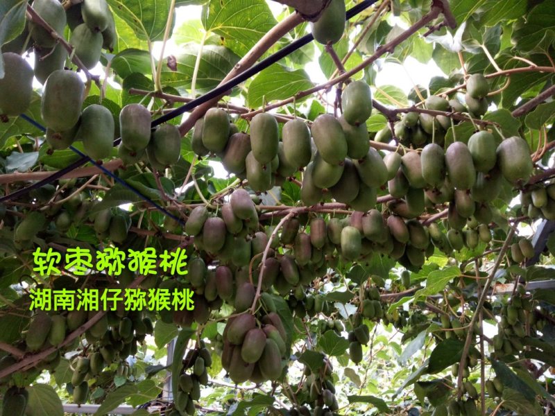 软枣猕猴桃苗/湖南大型专业苗圃