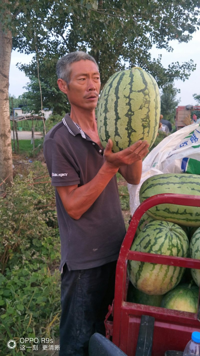 科农九号西瓜八斤打底长花瓜！自生苗量大从优！