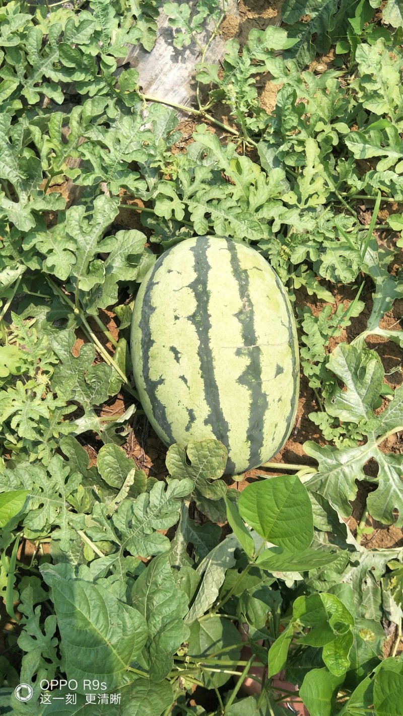 科农九号西瓜八斤打底长花瓜！自生苗量大从优！