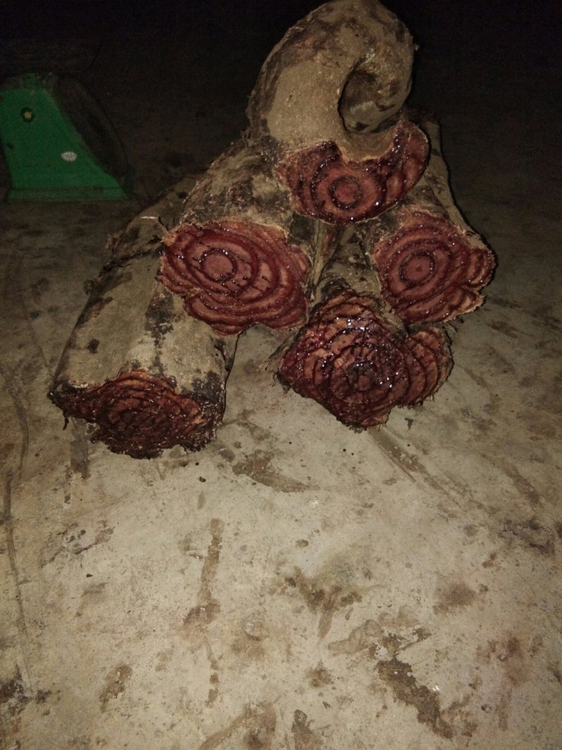 新鲜鸡血藤湿货，深山野生货量大，云南妹自采自销，一手货源