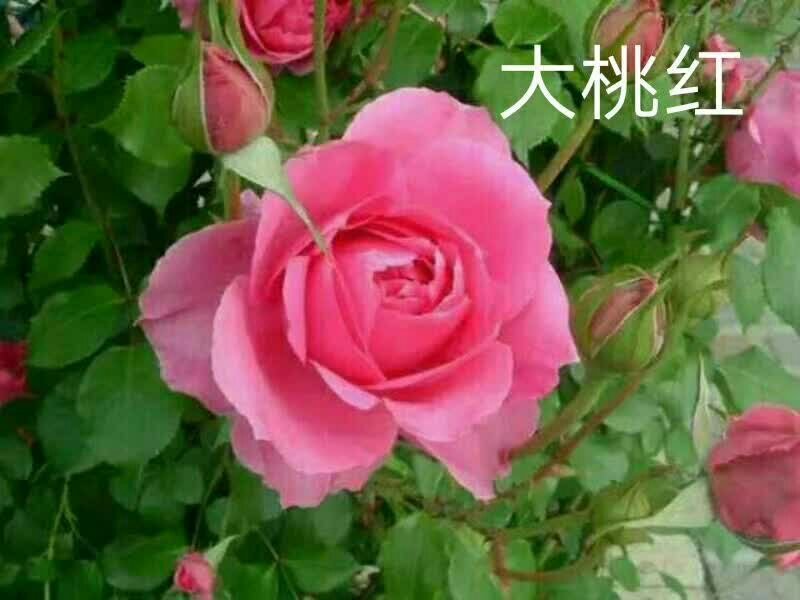 月季苗玫瑰苗丰花月季苗食用玫瑰种苗适应于阳台养植
