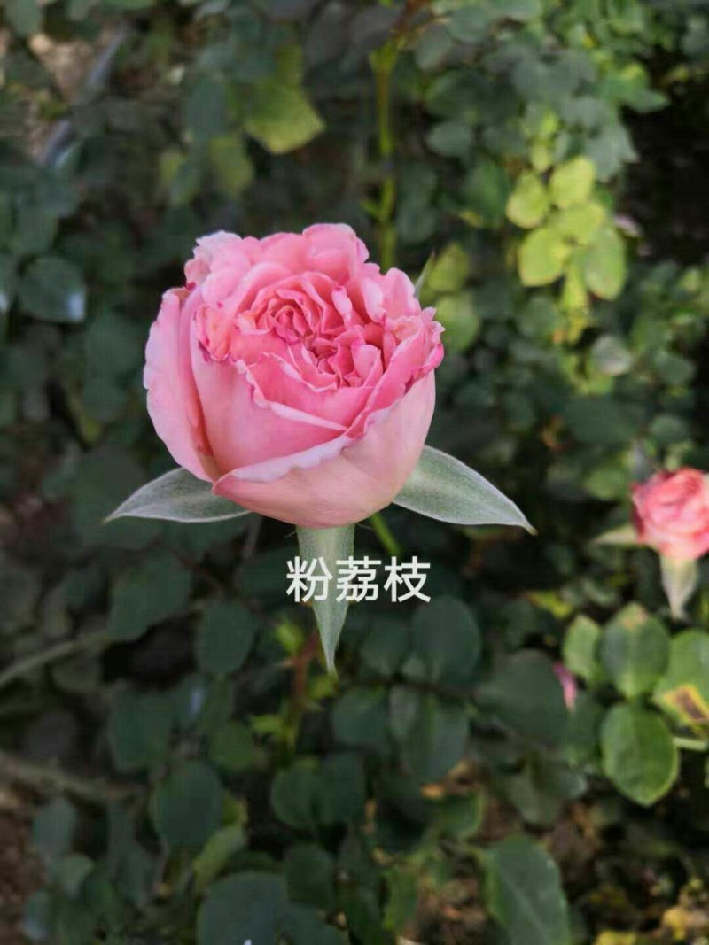月季苗玫瑰苗丰花月季苗食用玫瑰种苗适应于阳台养植