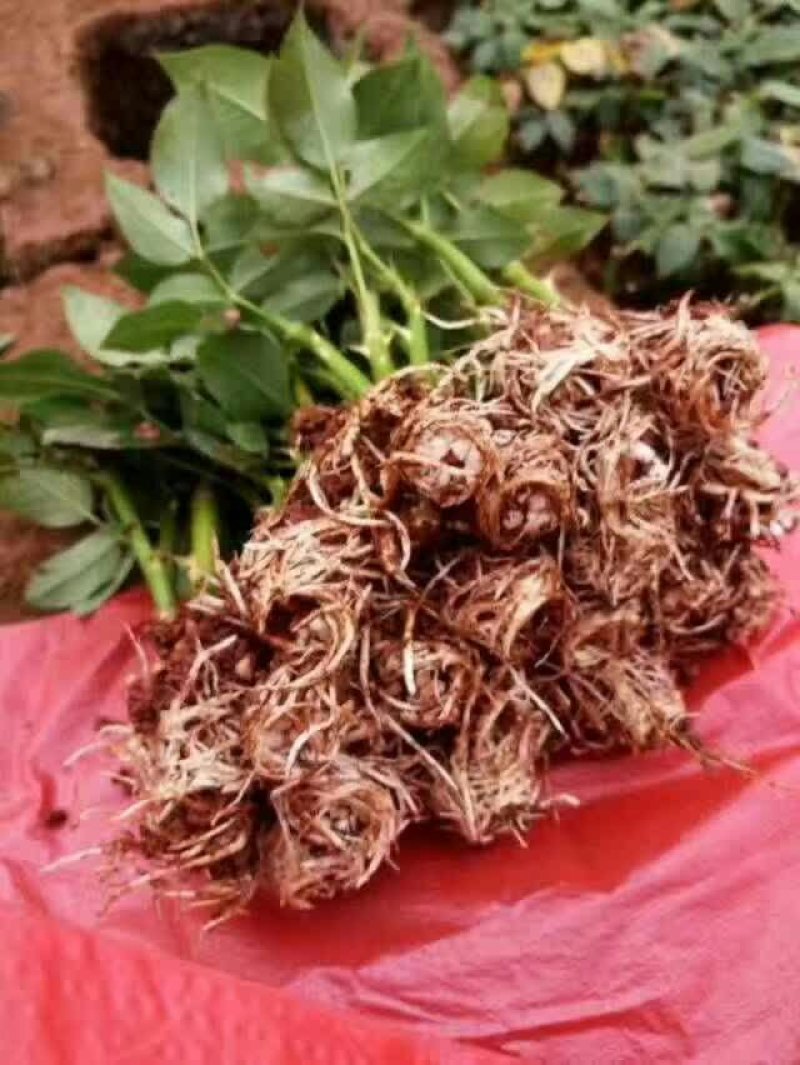 月季苗玫瑰苗丰花月季苗食用玫瑰种苗适应于阳台养植