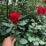 月季苗玫瑰苗丰花月季苗食用玫瑰种苗适应于阳台养植