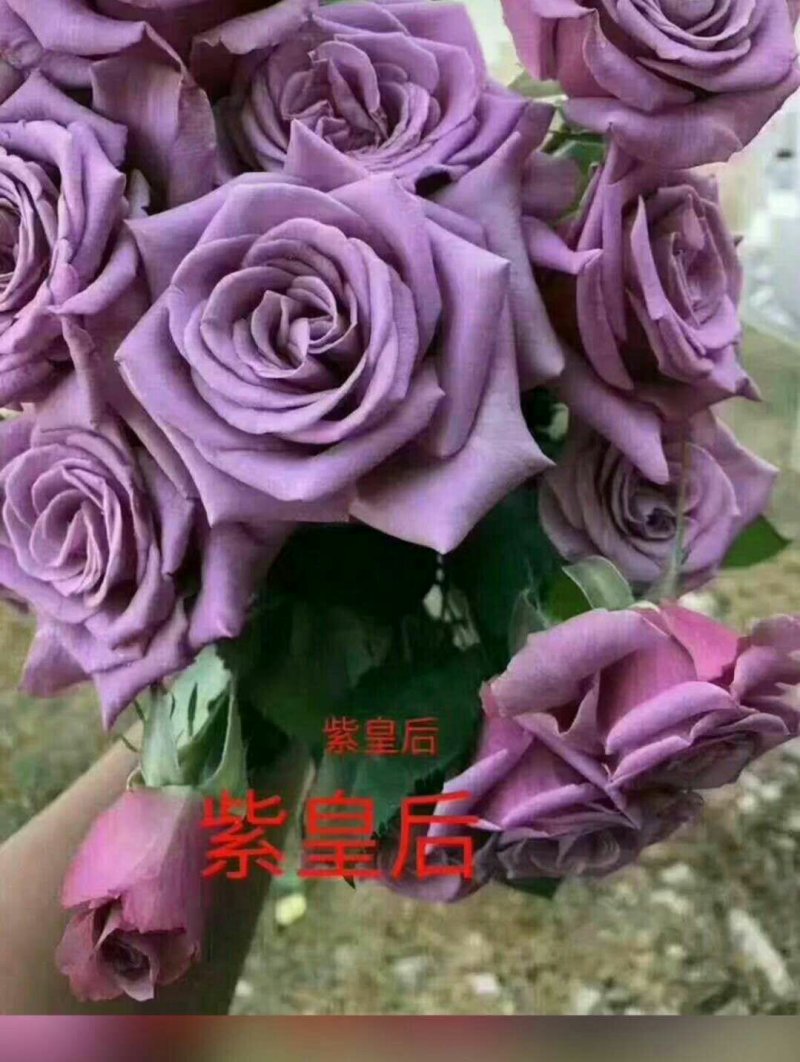 月季苗玫瑰苗丰花月季苗食用玫瑰种苗适应于阳台养植
