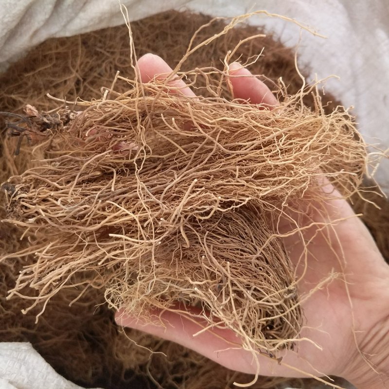 振兴药材批发供应细辛规格齐全产地直供一手货源全国发货