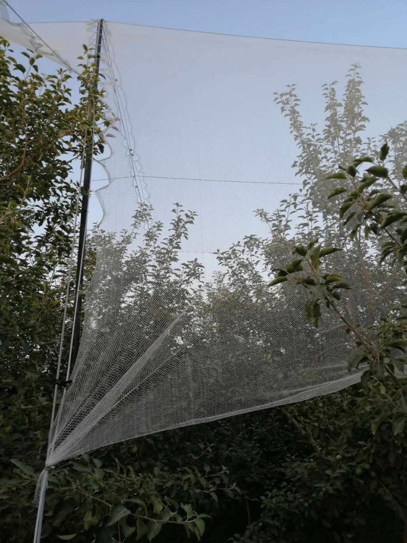 果园防雹网葡萄防雹网防冰雹网防雹子网防雹防鸟网