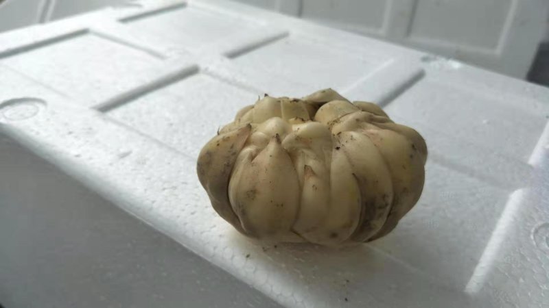 龙牙百合