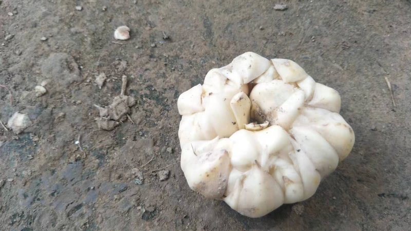 龙牙百合