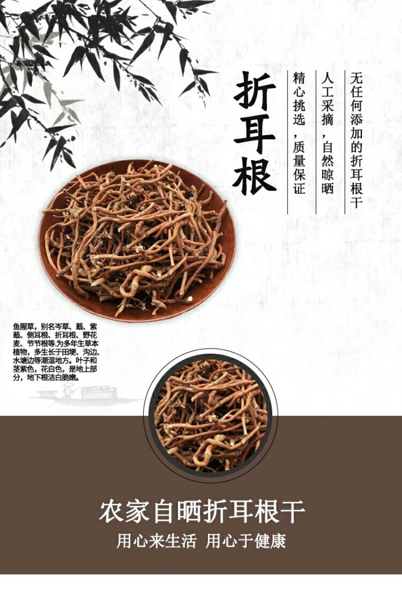 鱼腥草根干货