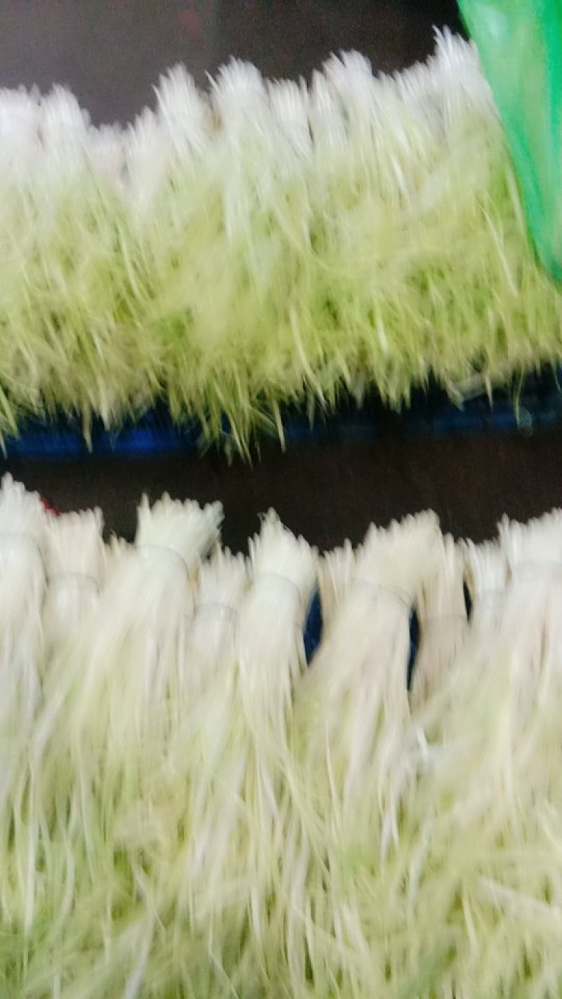 韭黄