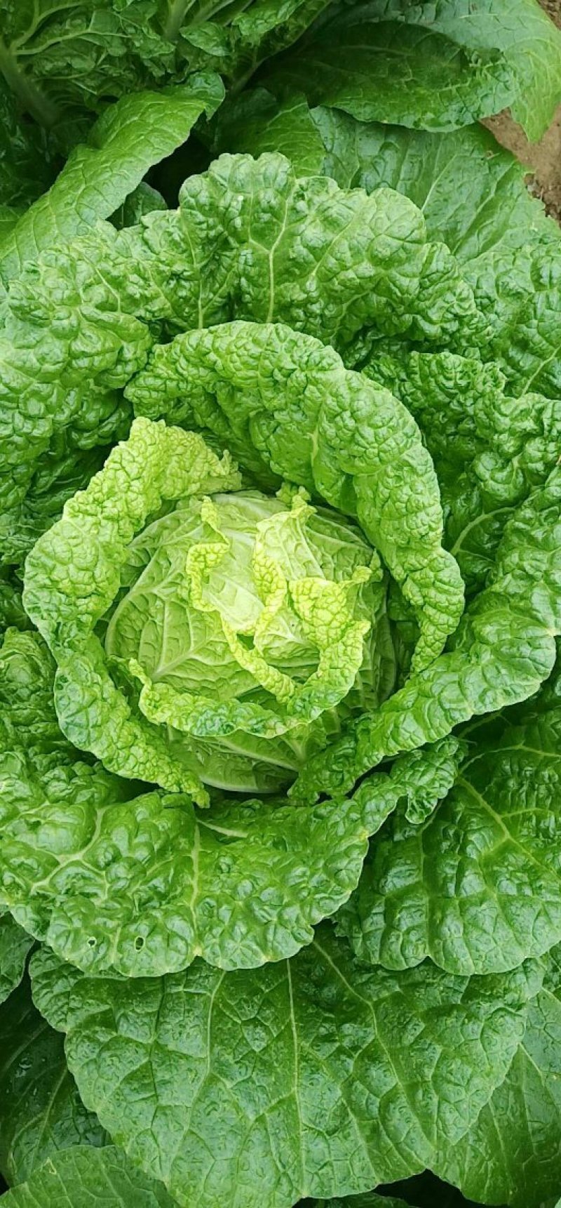 黄心大白菜。