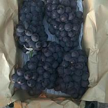 精品京亚葡萄大量供应中价格便宜货好5%以下2~3斤