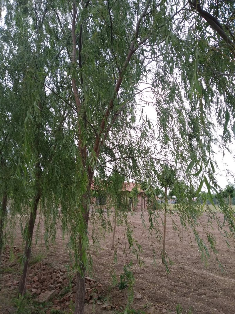 垂10~12cm4米以上