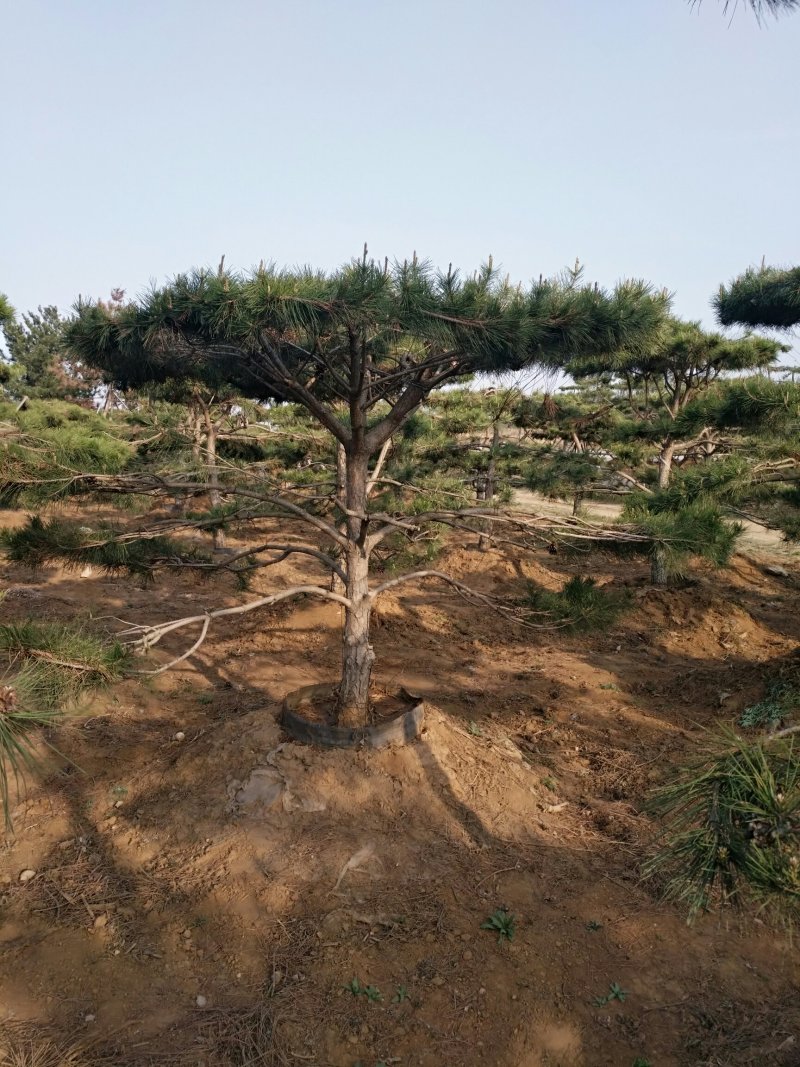 造型松，景观松，价格便宜