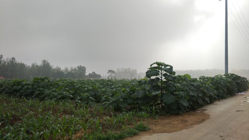 出售桐树苗、泡桐苗、桐树根