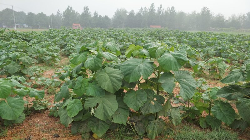 出售桐树苗、泡桐苗、桐树根