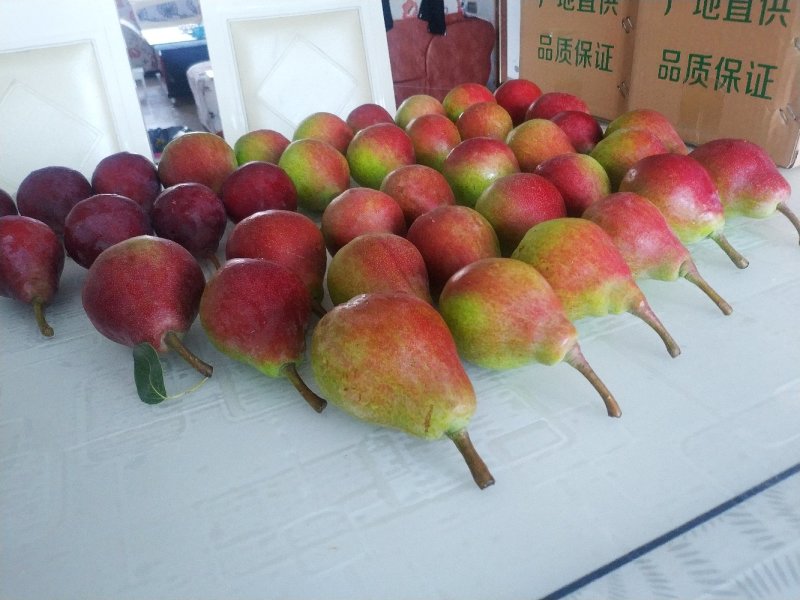 一面红梨～优质货源～欢迎各地客商询价，，，