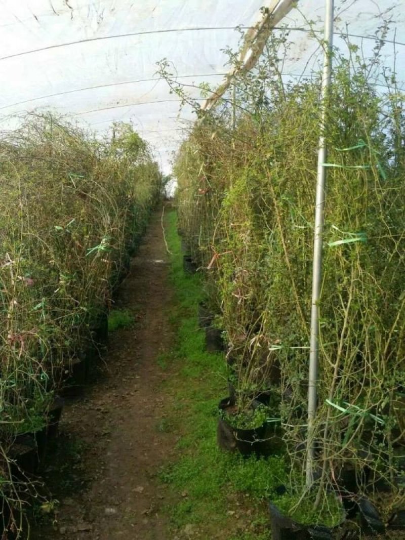 供应密刺蔷薇，小苗，成品大苗，常年批发供应密刺蔷薇苗木