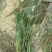 小兔子狼尾草(劈芽)正宗小兔子狼尾草