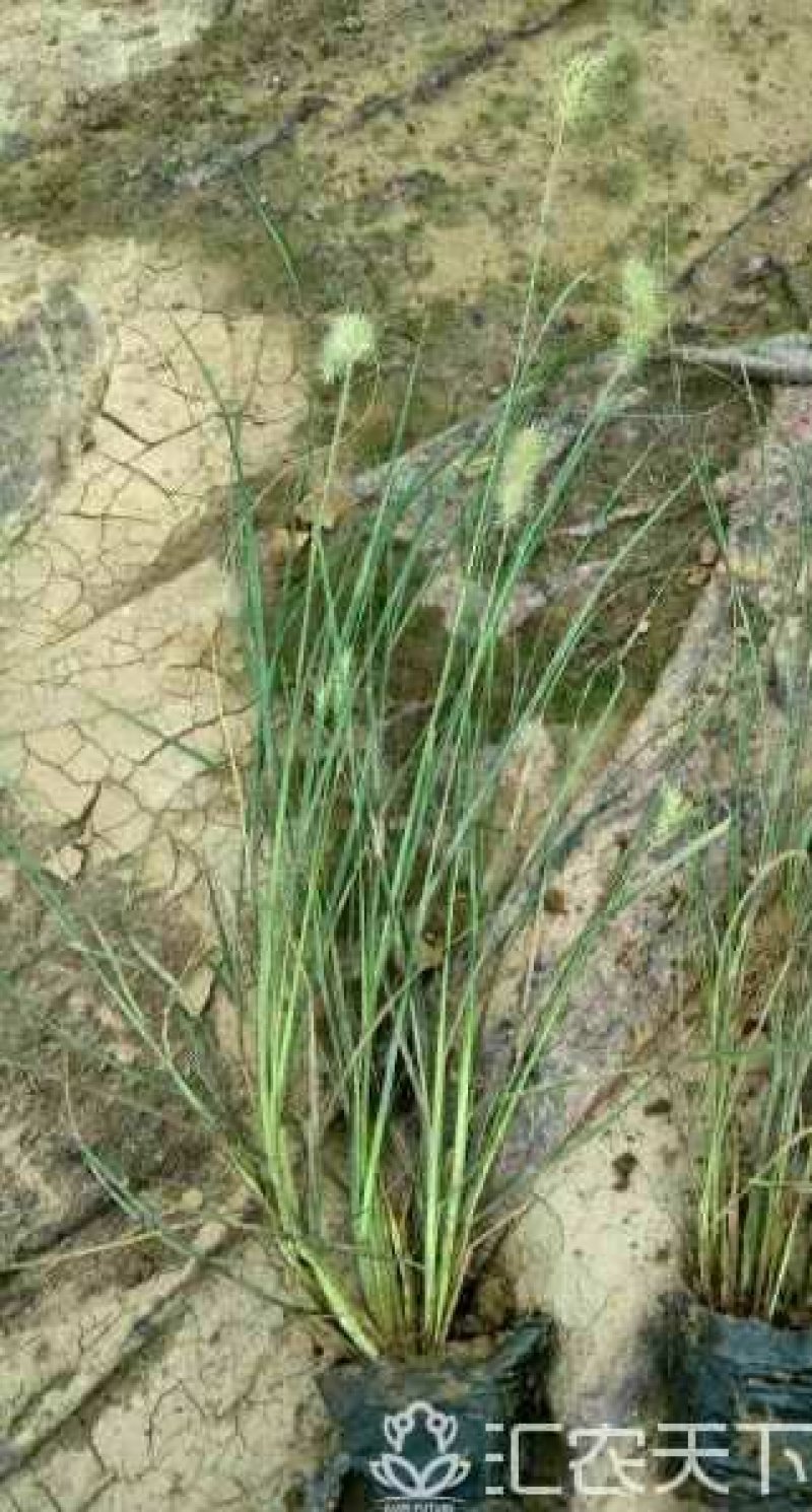 小兔子狼尾草(劈芽)正宗小兔子狼尾草