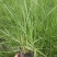 小兔子狼尾草(劈芽)正宗小兔子狼尾草