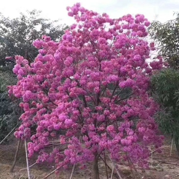 紫花风铃树苗庭院绿化观赏树苗可零售
